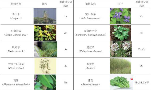 植物修復重金屬土壤污染